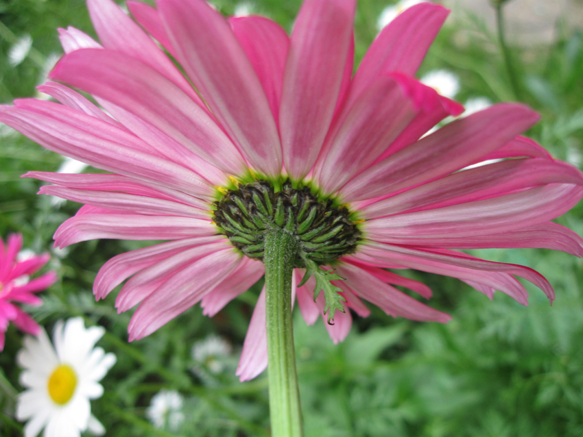 Image of Pyrethrum coccineum specimen.