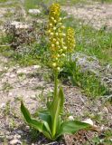 Orchis punctulata. Цветущее растение. Республика Кипр, окр. г. Лимасол (Λεμεσός), рудеральное местообитание недалеко от моря. 02.03.2019.