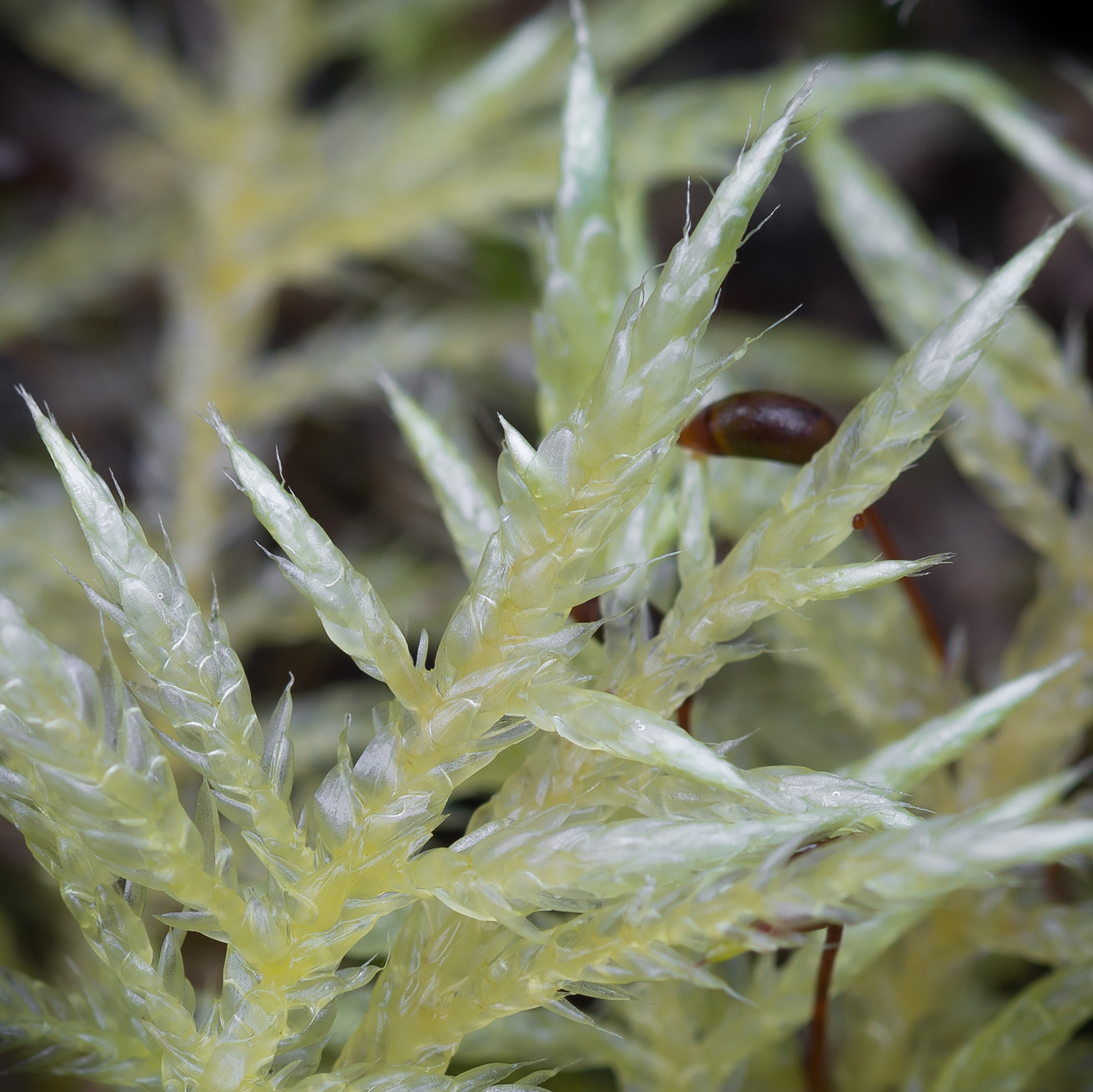 Image of Cirriphyllum piliferum specimen.