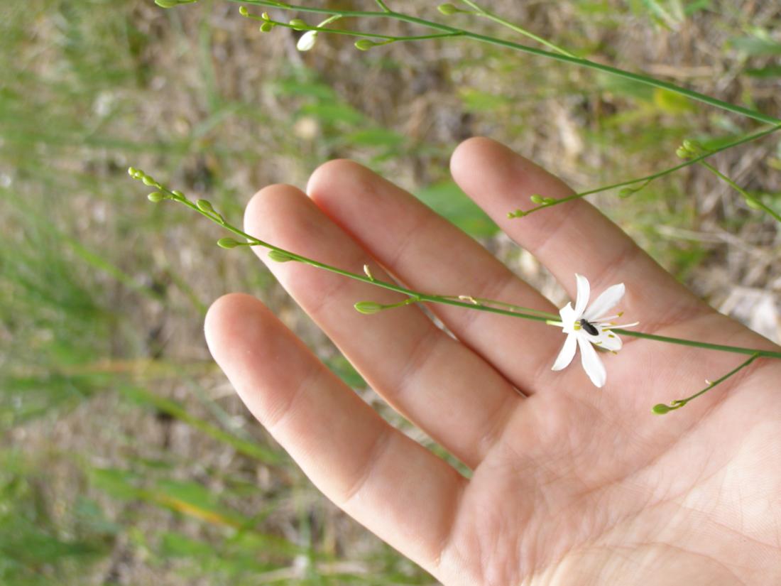 Изображение особи Anthericum ramosum.