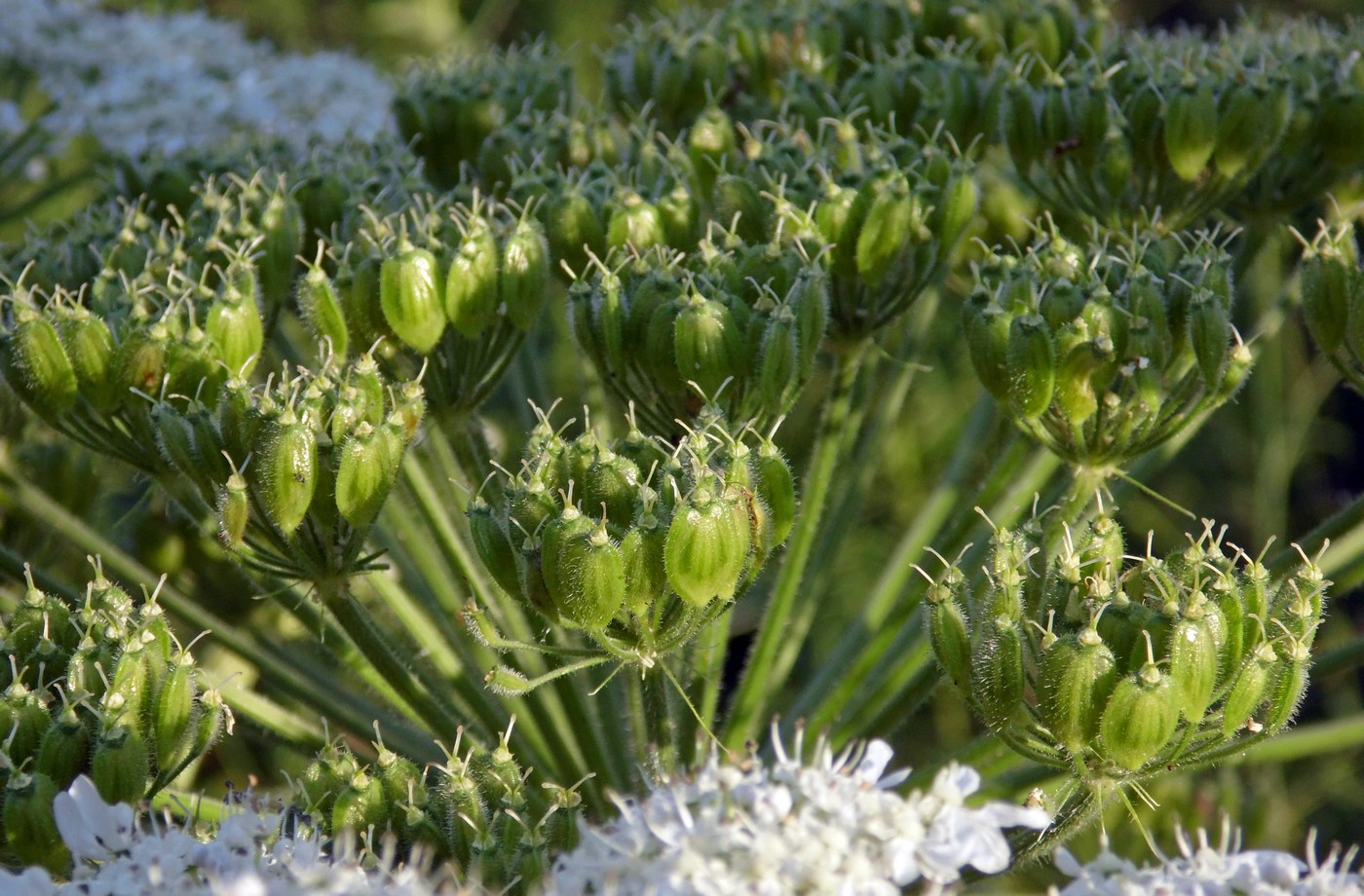 Image of Heracleum sosnowskyi specimen.