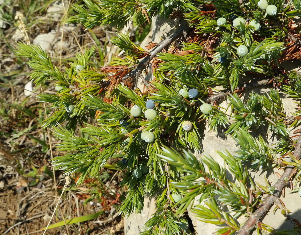 Изображение особи Juniperus hemisphaerica.
