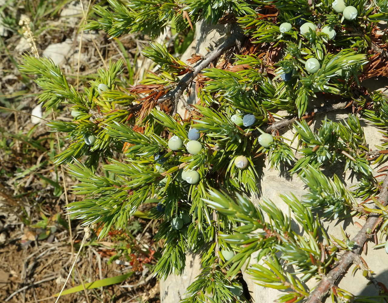 Image of Juniperus hemisphaerica specimen.