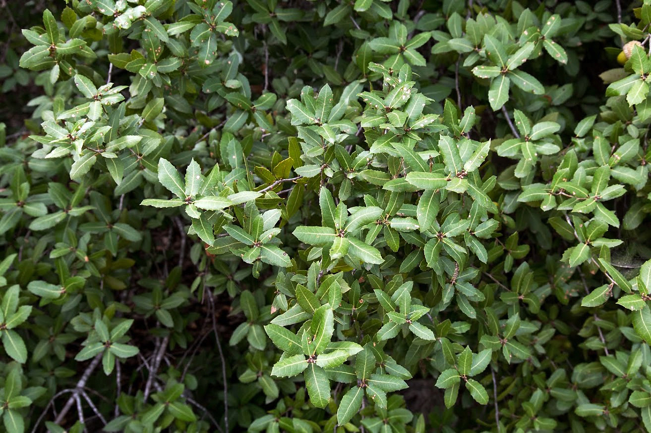 Изображение особи Quercus coccifera.