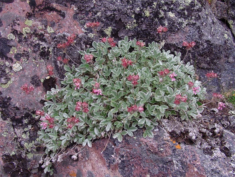 Image of Potentilla divina specimen.