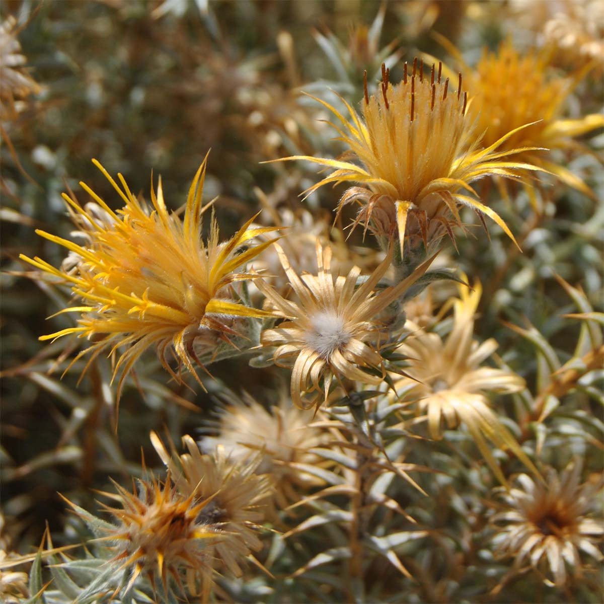 Изображение особи Chuquiraga atacamensis.