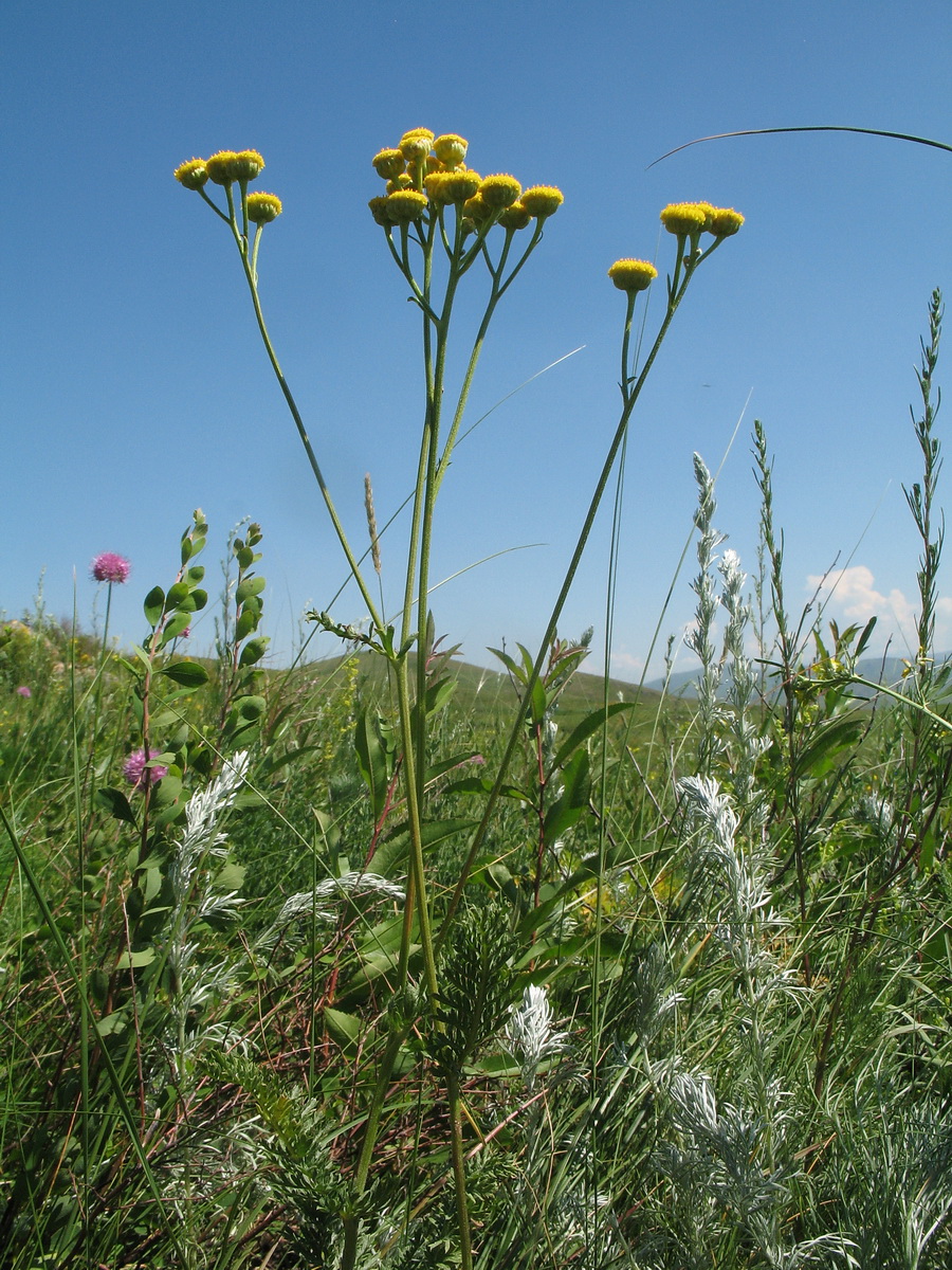 Изображение особи Tanacetum tanacetoides.