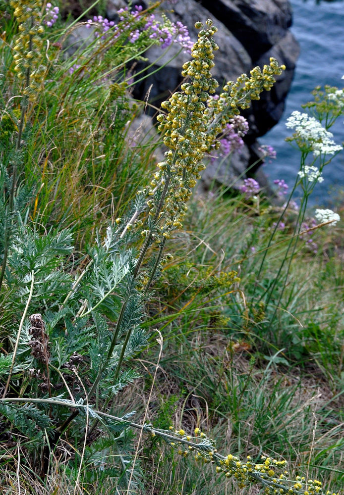 Image of Artemisia latifolia specimen.