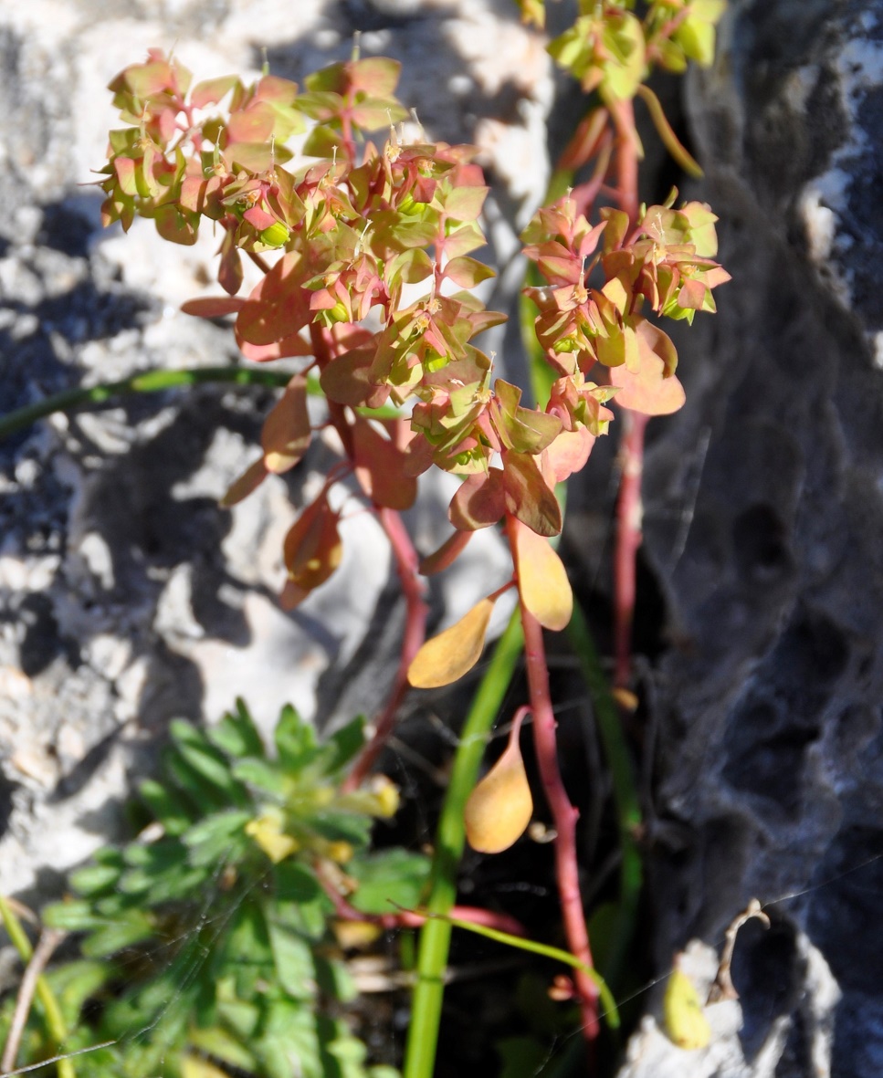 Изображение особи Euphorbia peplus.