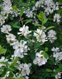 genus Exochorda. Верхушки побегов с соцветиями. Москва, ботанический сад МГУ \"Аптекарский огород\", в культуре. 26.05.2019.