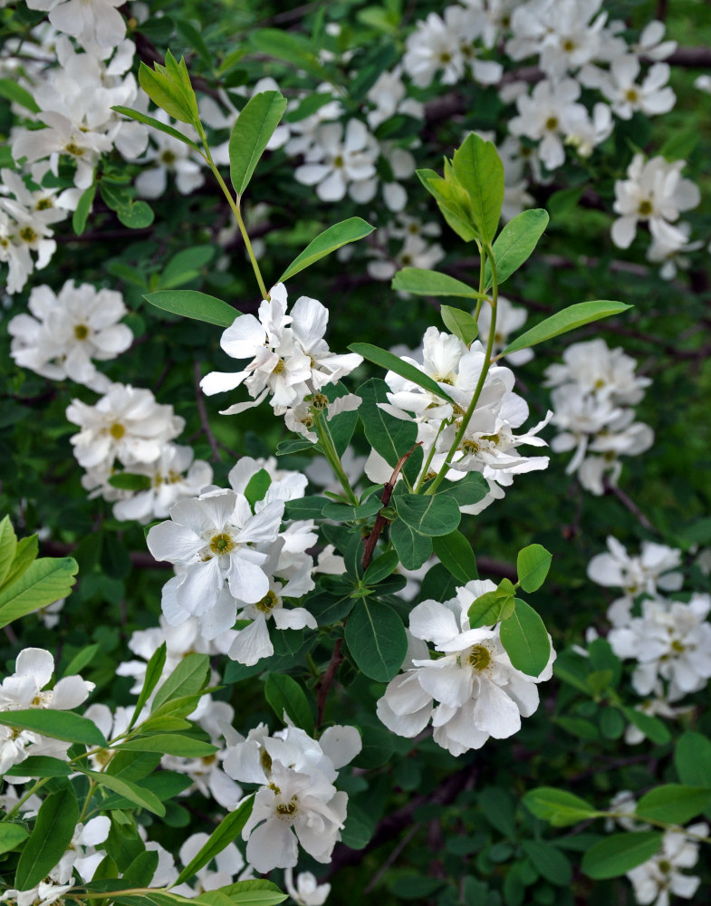 Image of genus Exochorda specimen.