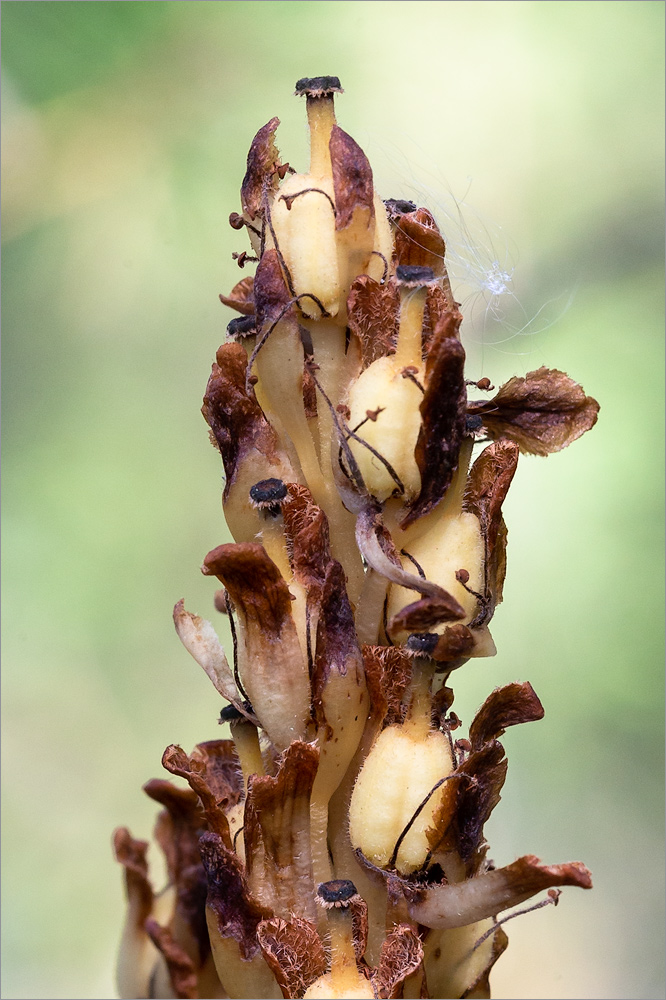 Изображение особи Hypopitys monotropa.