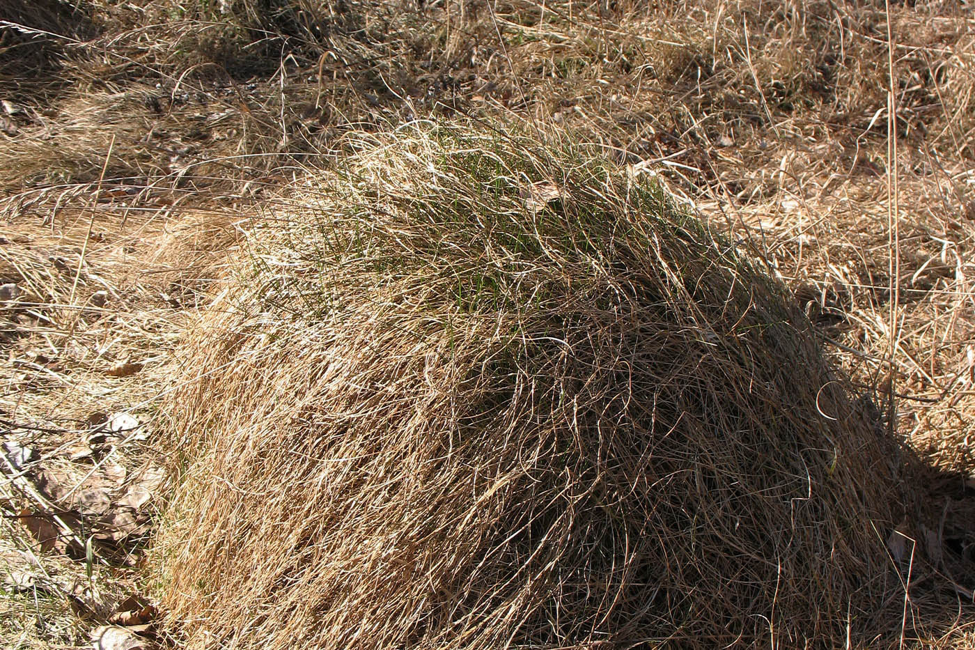 Изображение особи Festuca rubra.