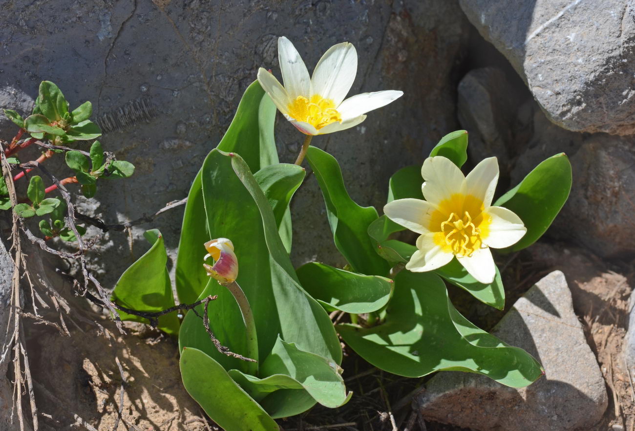 Image of Tulipa berkariensis specimen.