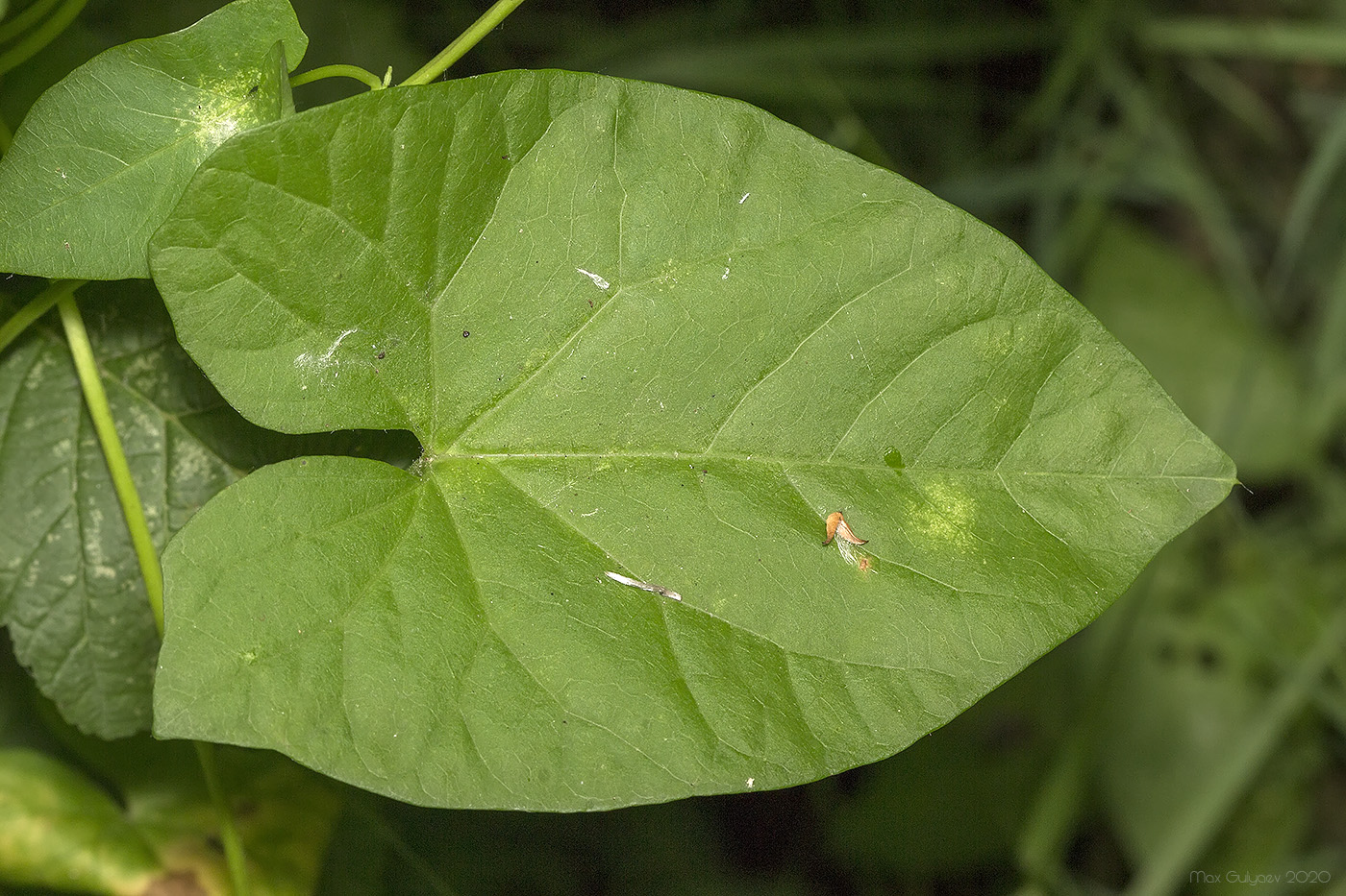 Image of Calystegia sepium specimen.