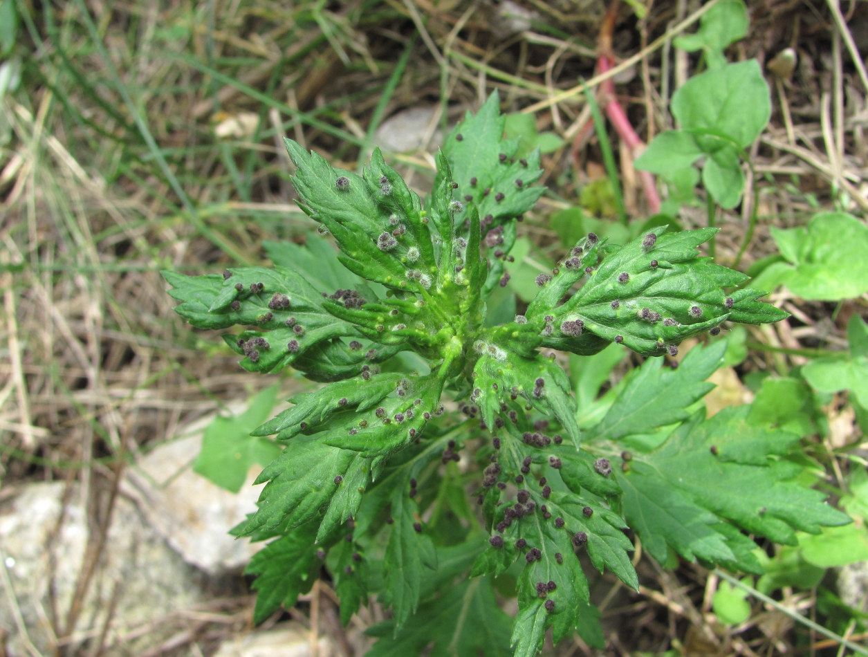 Image of Artemisia vulgaris specimen.