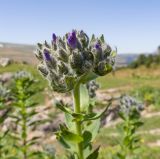 Linum hypericifolium. Верхушка побега с соцветием в бутонах. Адыгея, Кавказский биосферный заповедник, Абадзешский перевал, ≈ 2000 м н.у.м., субальпийский луг на месте поздно растаявшего большого снежника. 31.08.2019.