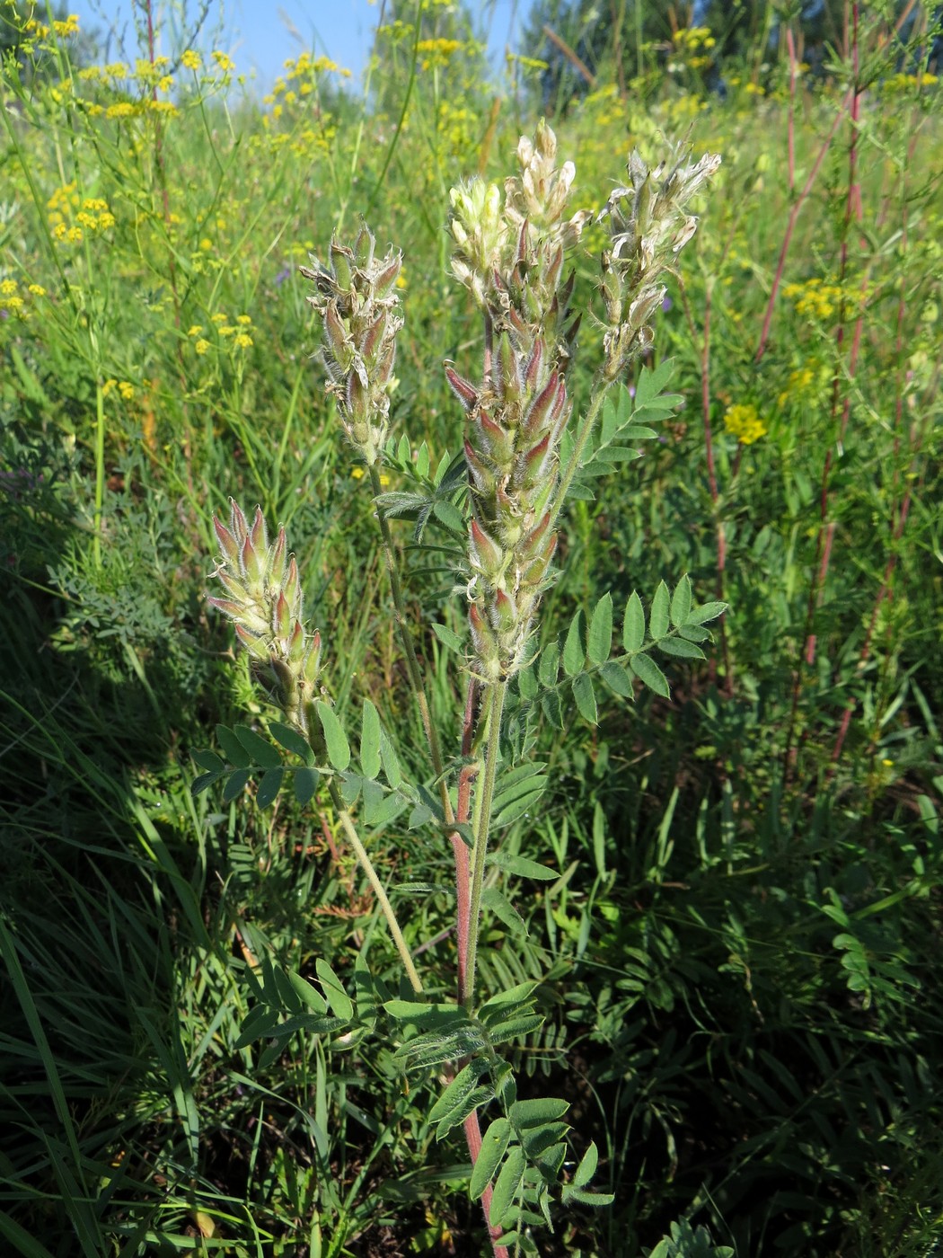 Изображение особи Oxytropis pilosa.