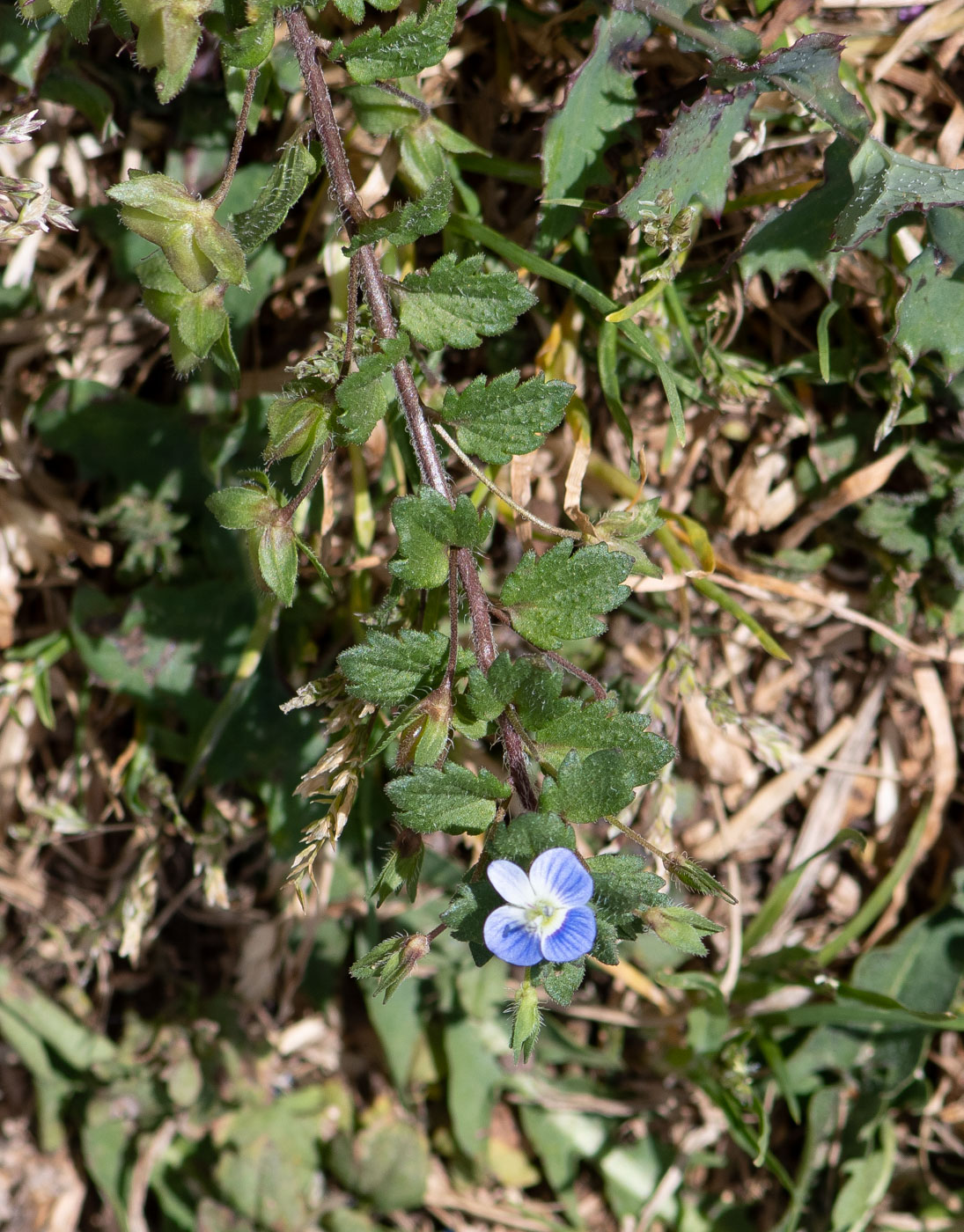 Image of Veronica persica specimen.