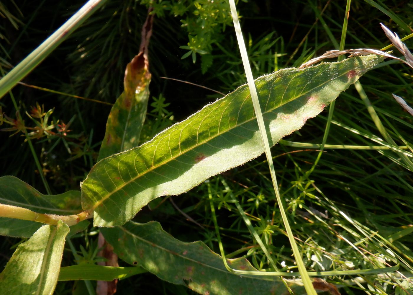 Image of Persicaria amphibia specimen.