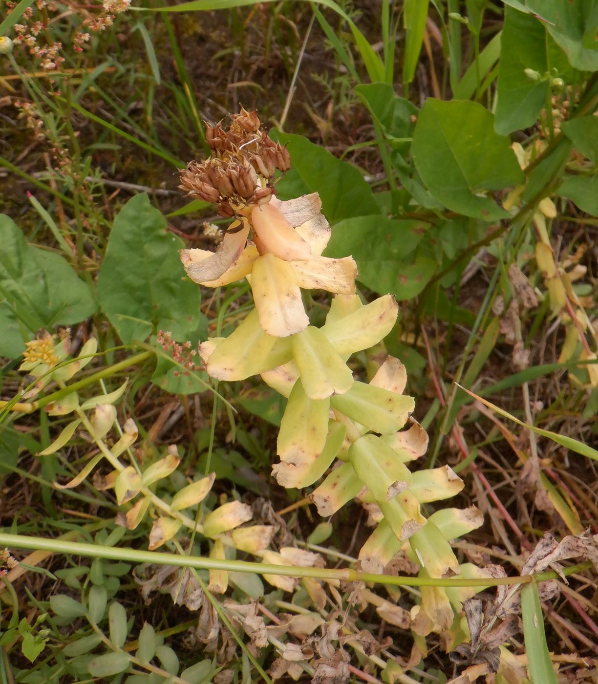 Изображение особи Rhodiola rosea.