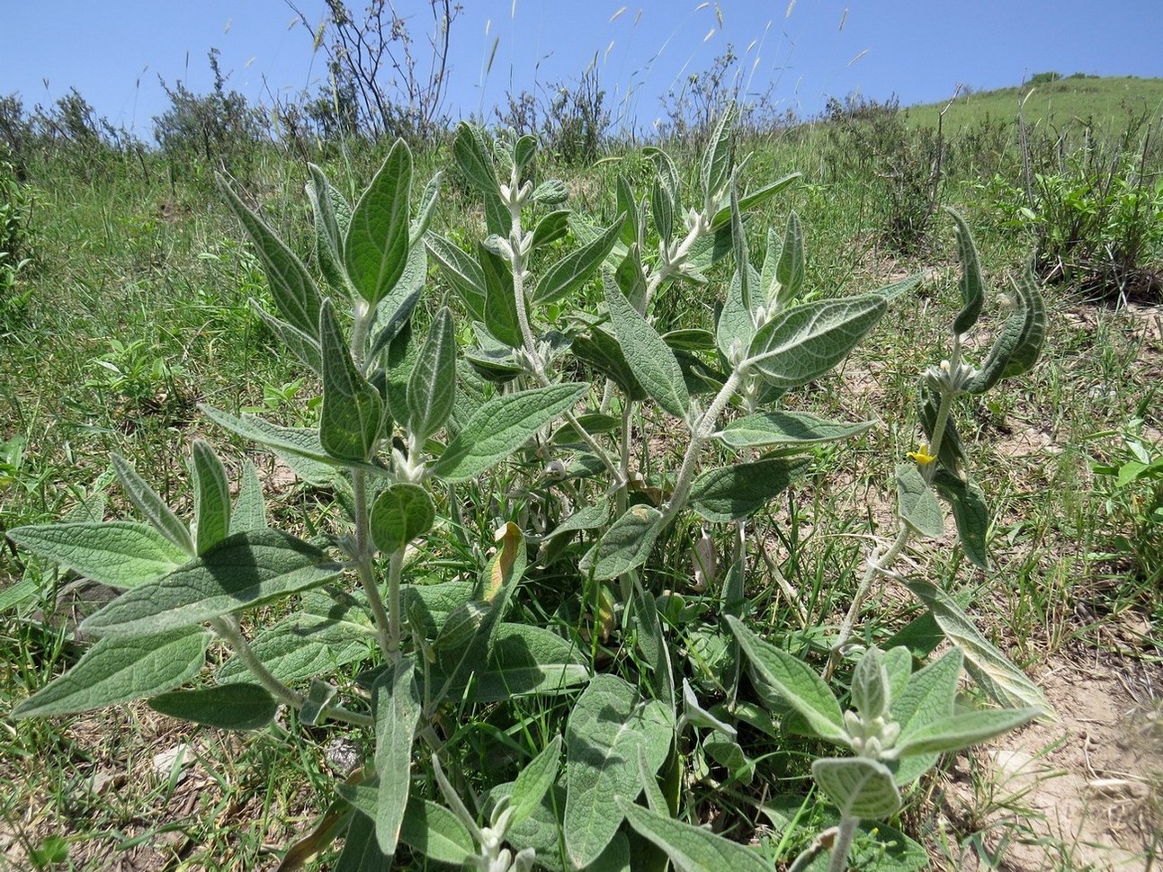 Image of Phlomis bucharica specimen.