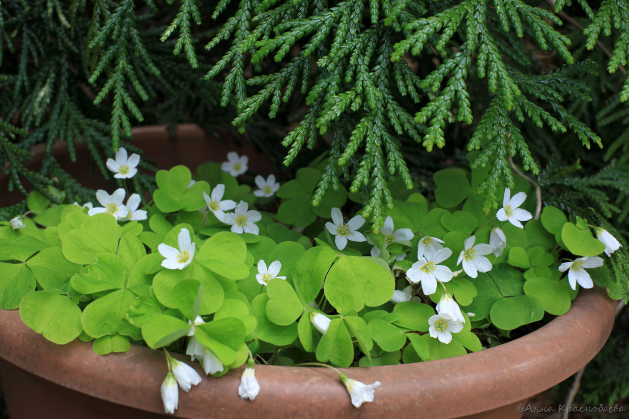 Изображение особи Oxalis acetosella.