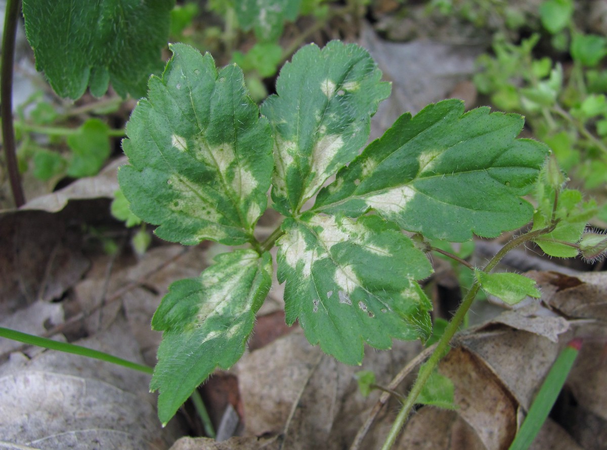 Изображение особи Cardamine quinquefolia.