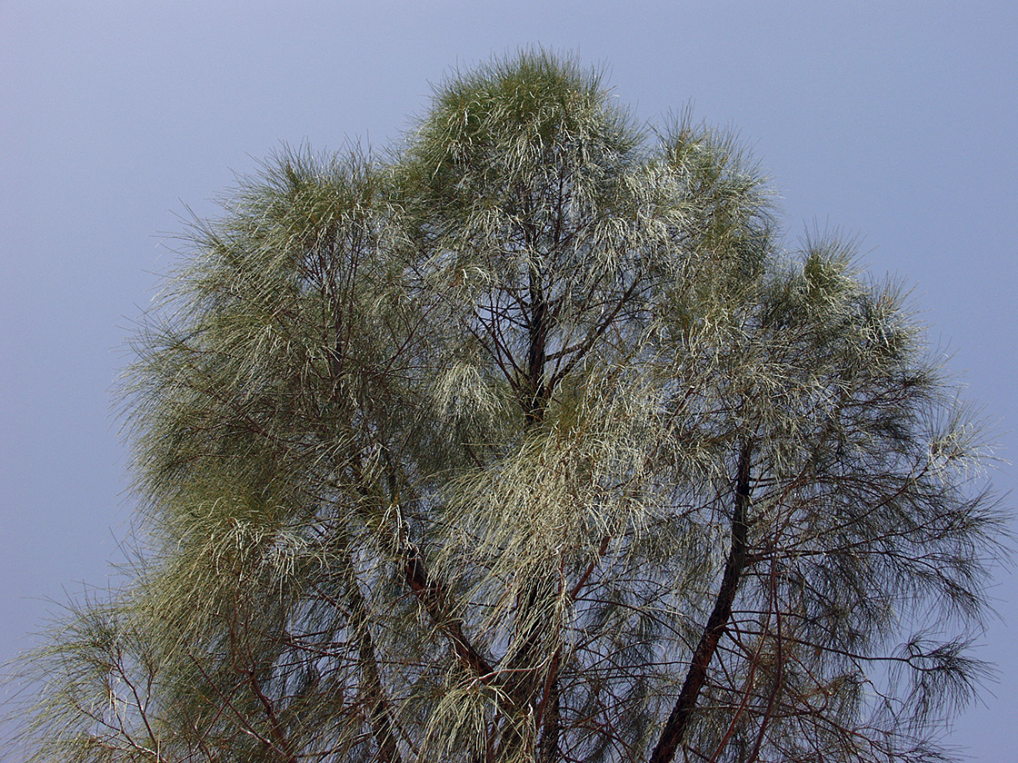 Image of Allocasuarina decaisneana specimen.