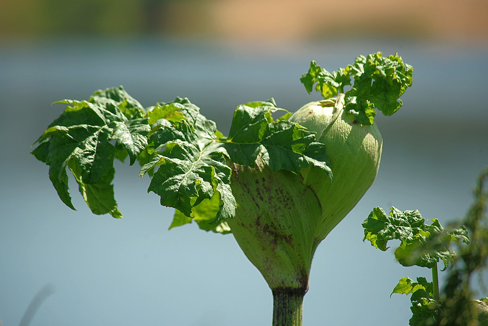 Image of Heracleum sosnowskyi specimen.