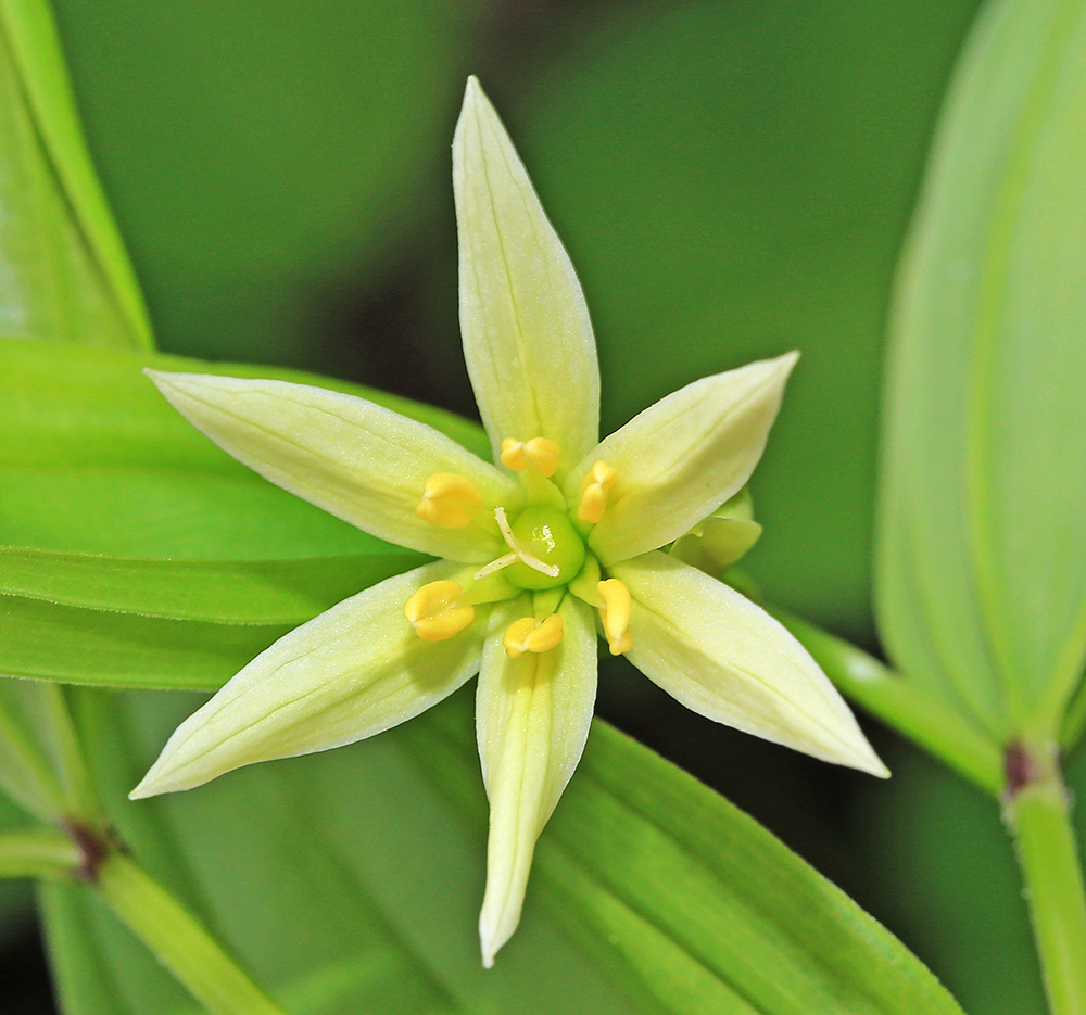 Image of Disporum smilacinum specimen.