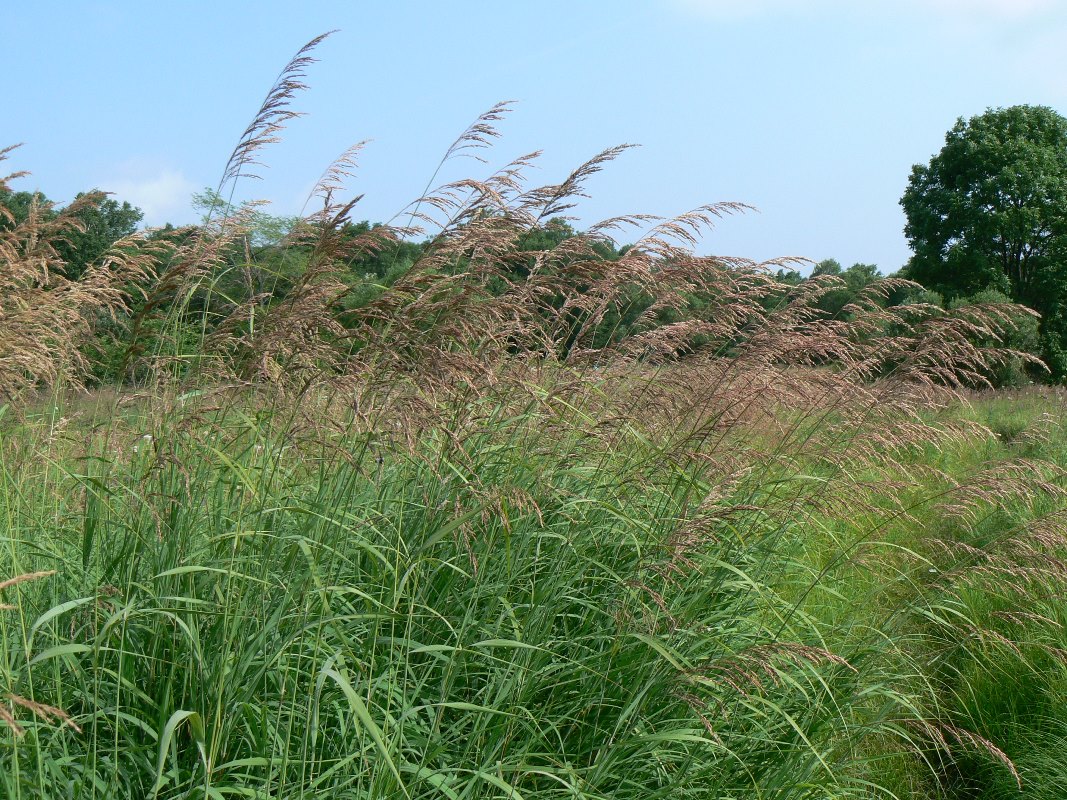 Image of Calamagrostis langsdorffii specimen.