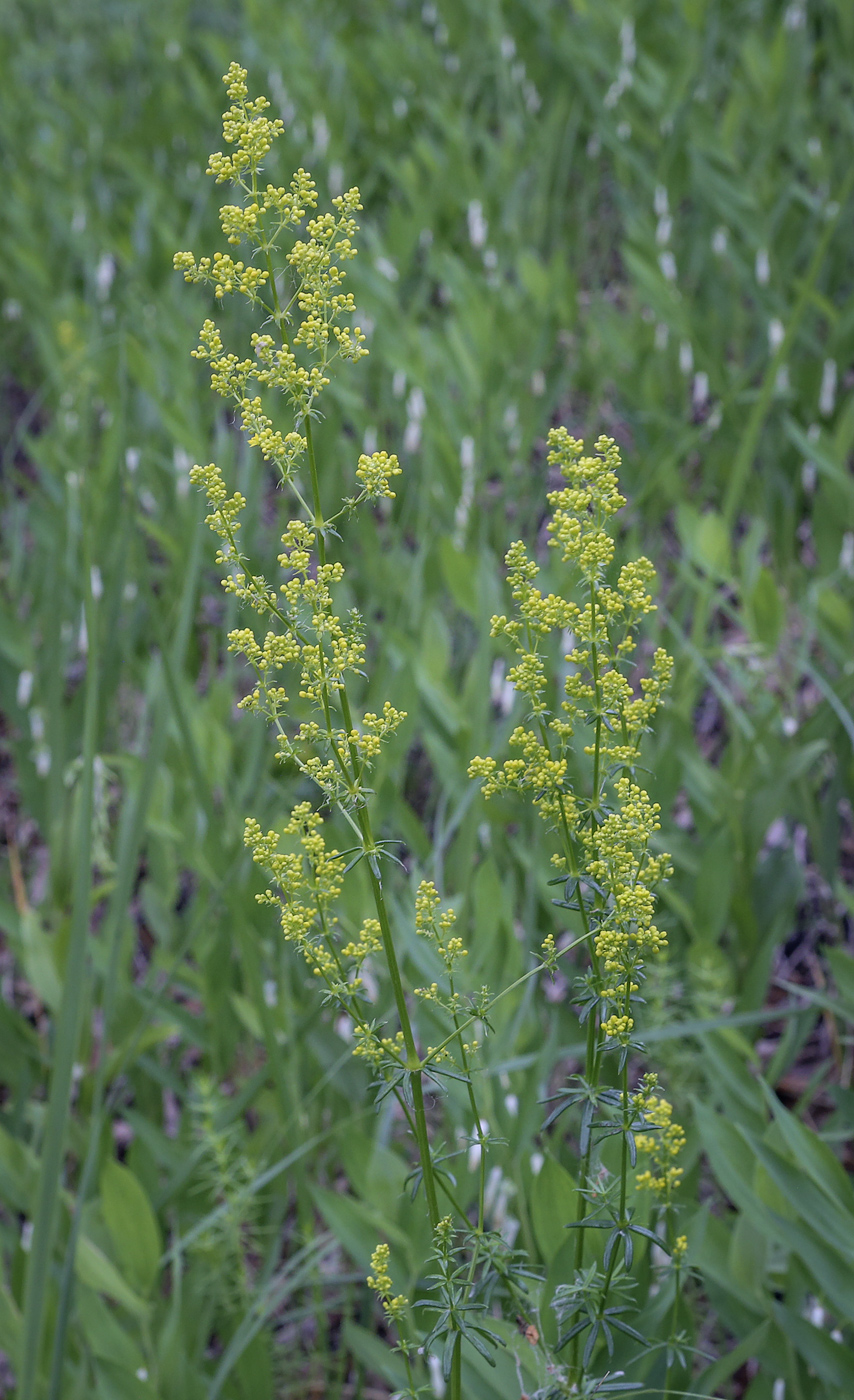 Изображение особи Galium verum.