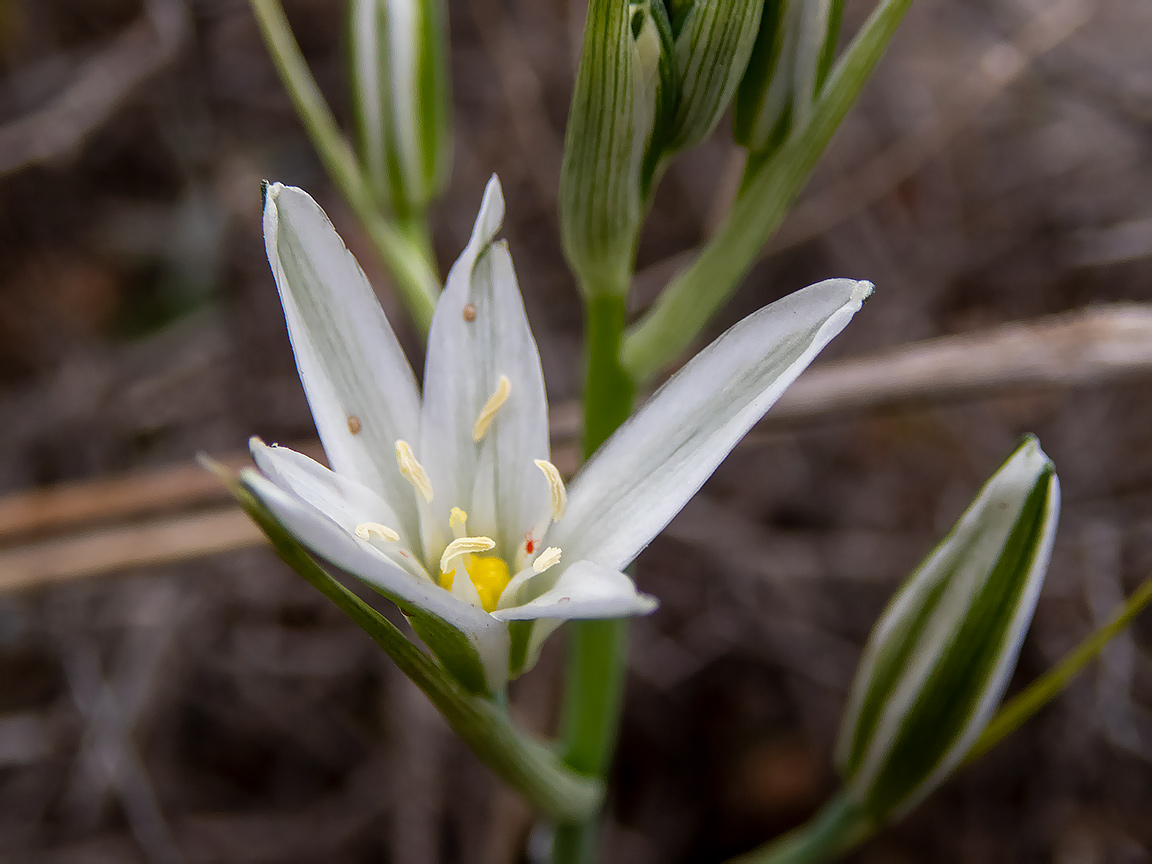 Image of Ornithogalum narbonense specimen.