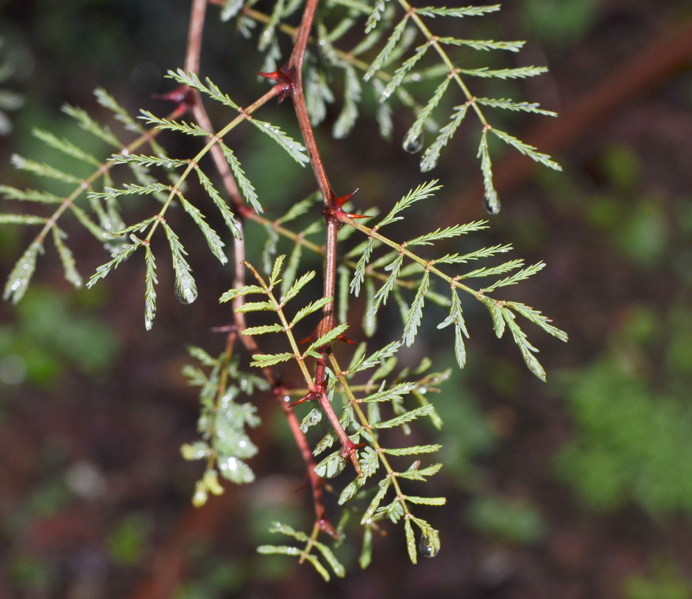 Image of Mimosa aculeaticarpa specimen.