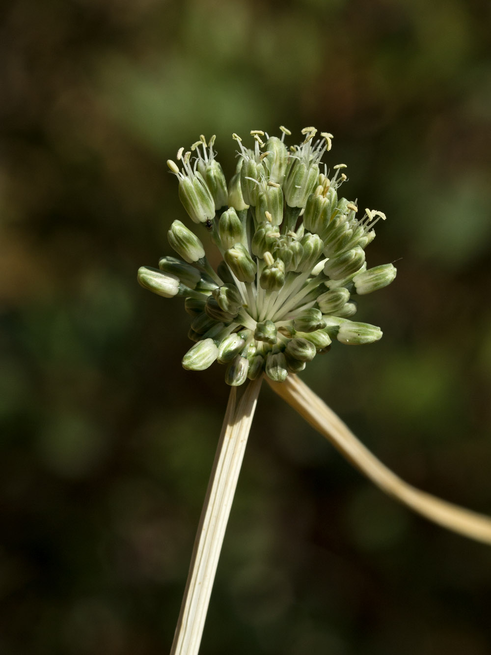 Image of Allium chamaespathum specimen.