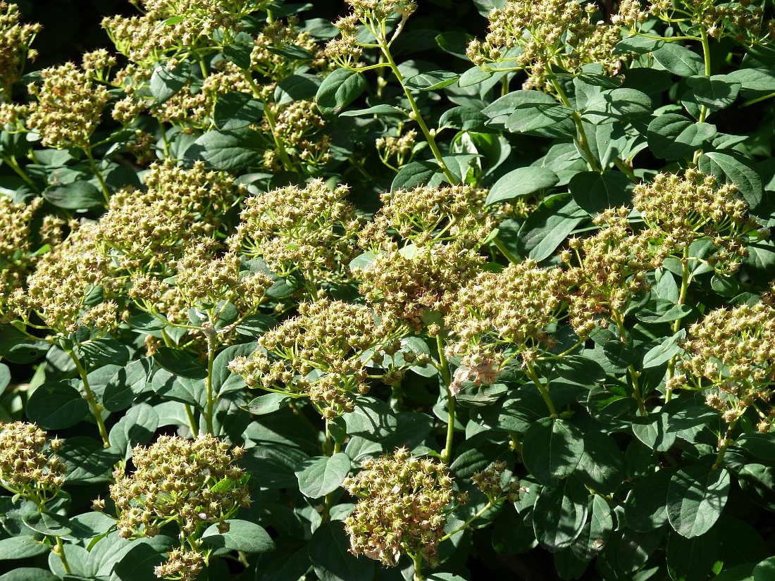 Image of genus Spiraea specimen.