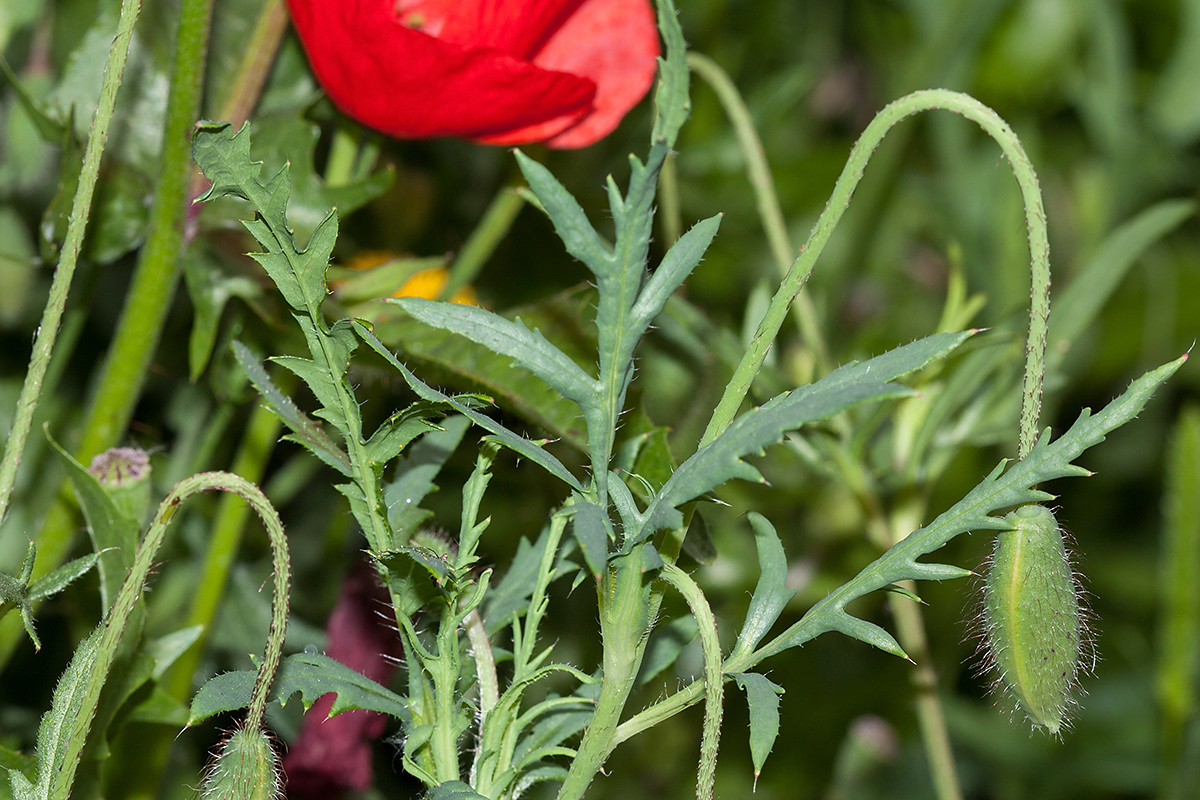 Изображение особи Papaver umbonatum.