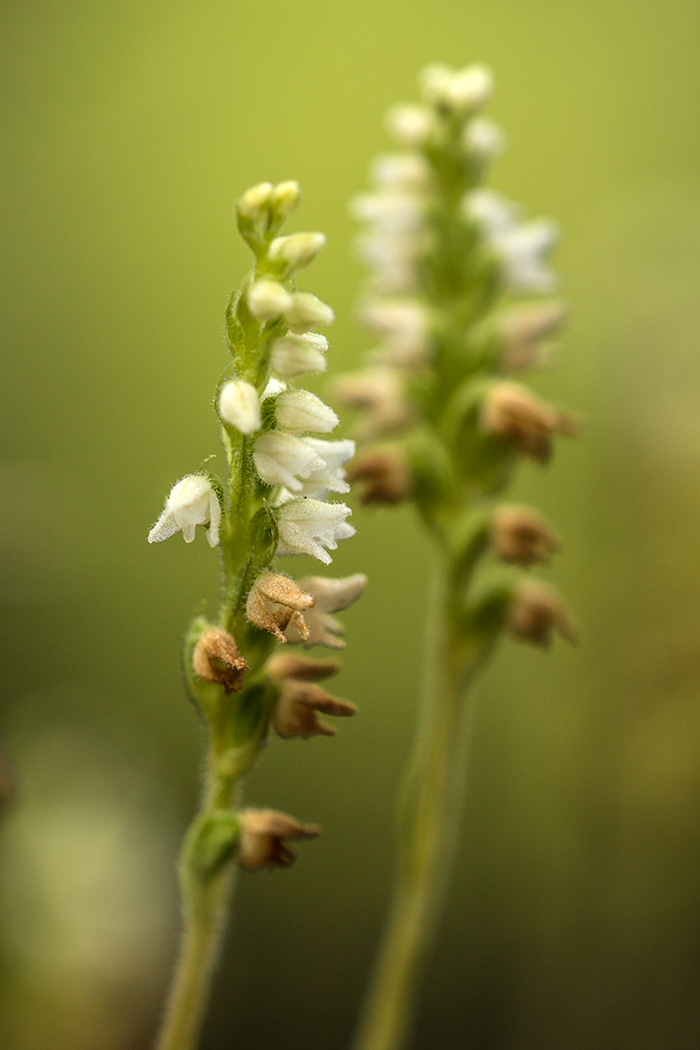 Image of Goodyera repens specimen.