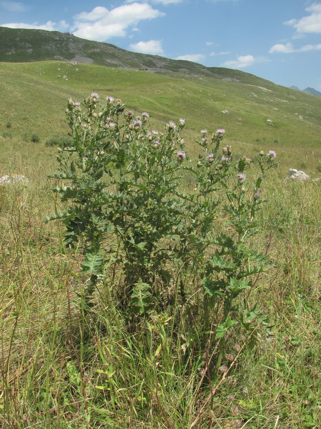 Image of Cirsium balkharicum specimen.