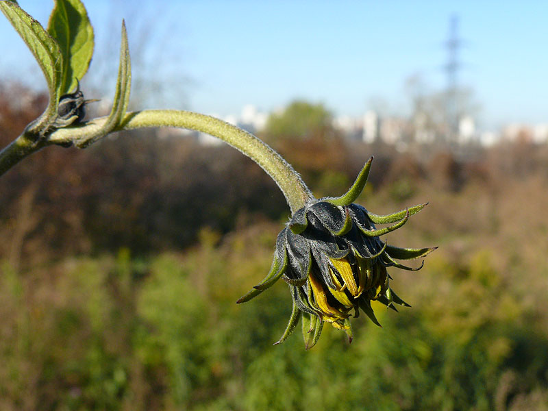 Изображение особи Helianthus tuberosus.