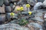 genus Draba. Цветущее растение. Таймыр, дол. р. Мамонт, каменистый берег. 4 августа 2013 г.