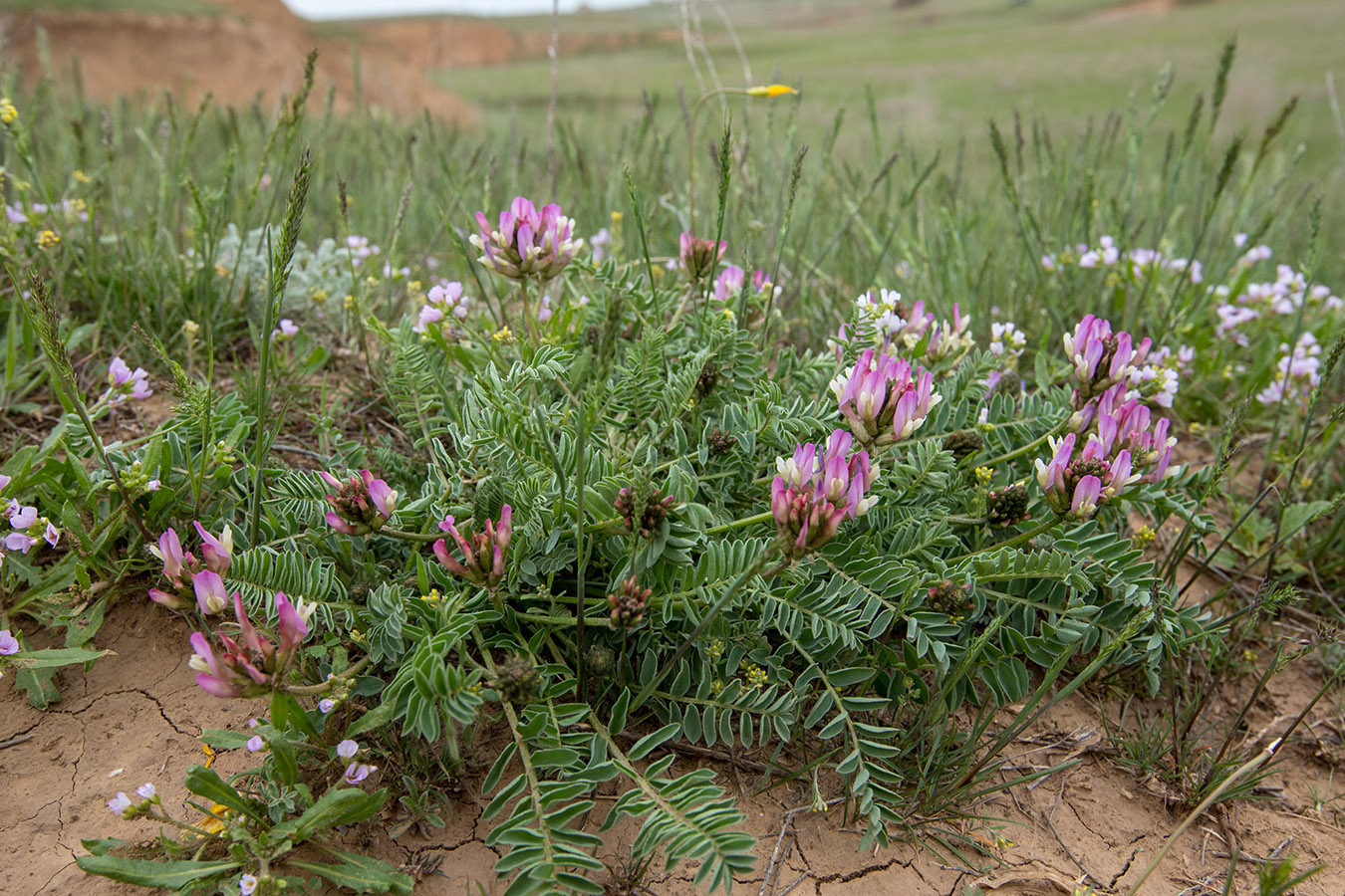 Image of Astragalus physodes specimen.