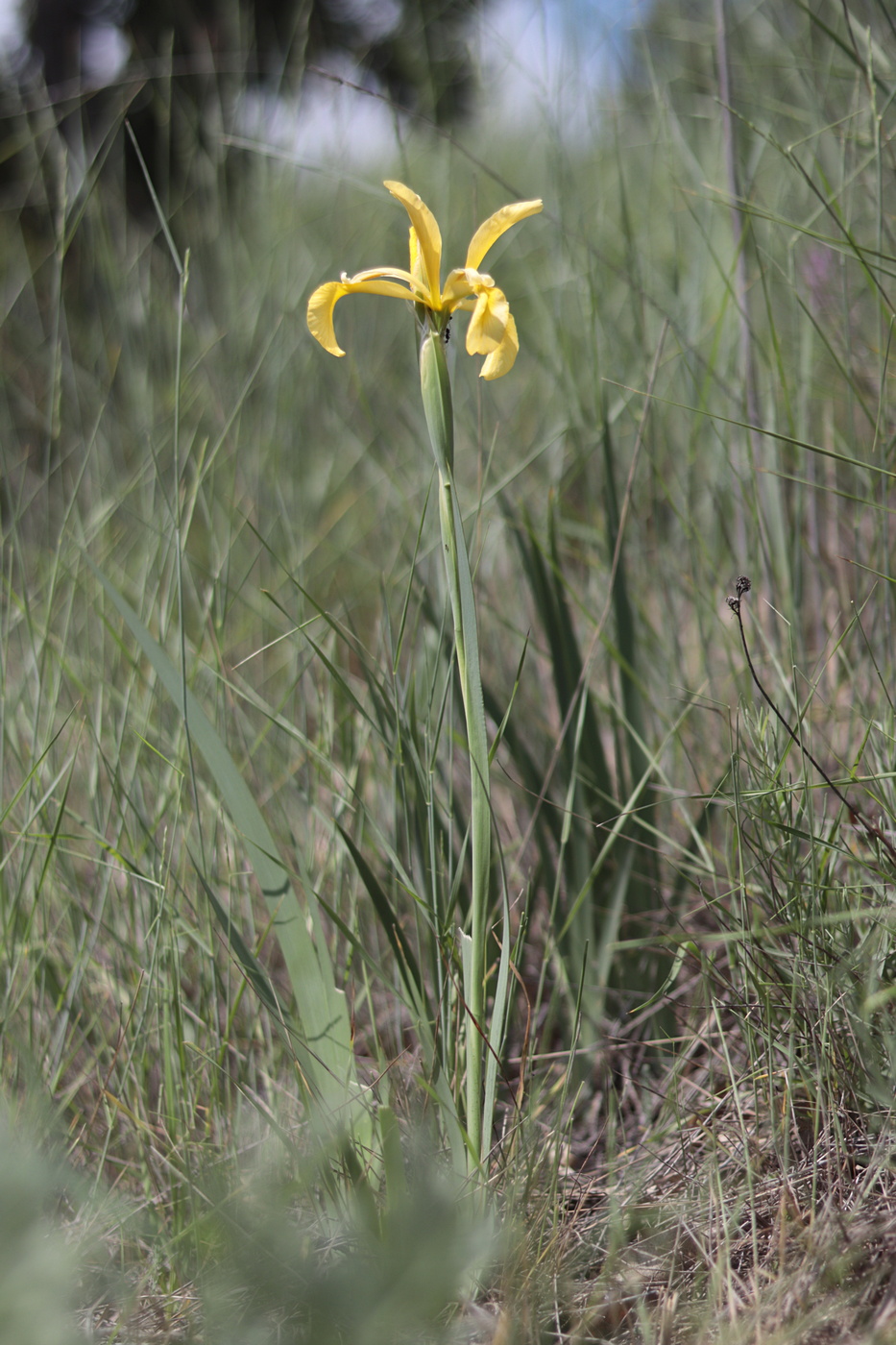 Изображение особи Iris halophila.