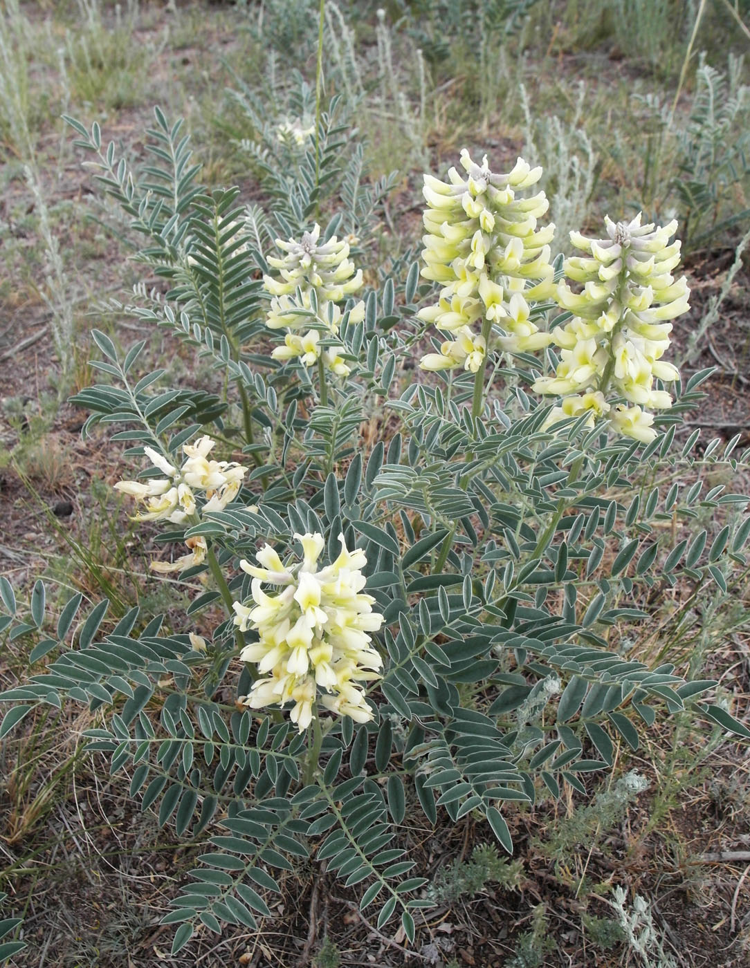 Изображение особи Pseudosophora alopecuroides.