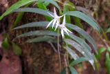 genus Angraecum. Цветущее растение. Мадагаскар, провинция Туамасина, регион Алаотра-Мангоро, национальный парк \"Андасибе-Мантадия\". 14.10.2016.