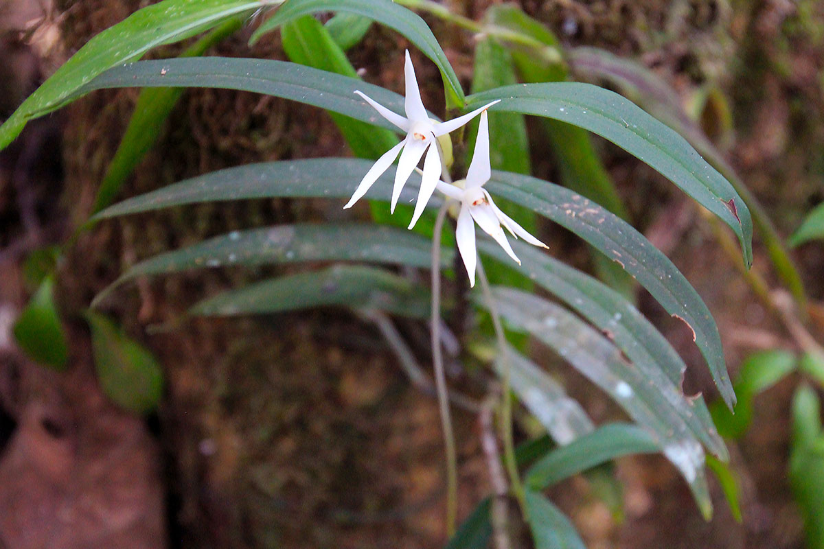 Изображение особи род Angraecum.