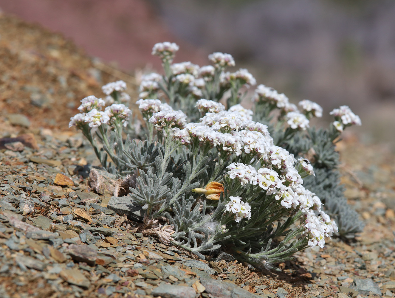 Image of Ptilotrichum canescens specimen.