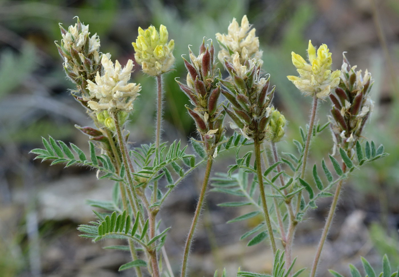 Изображение особи Oxytropis pilosa.