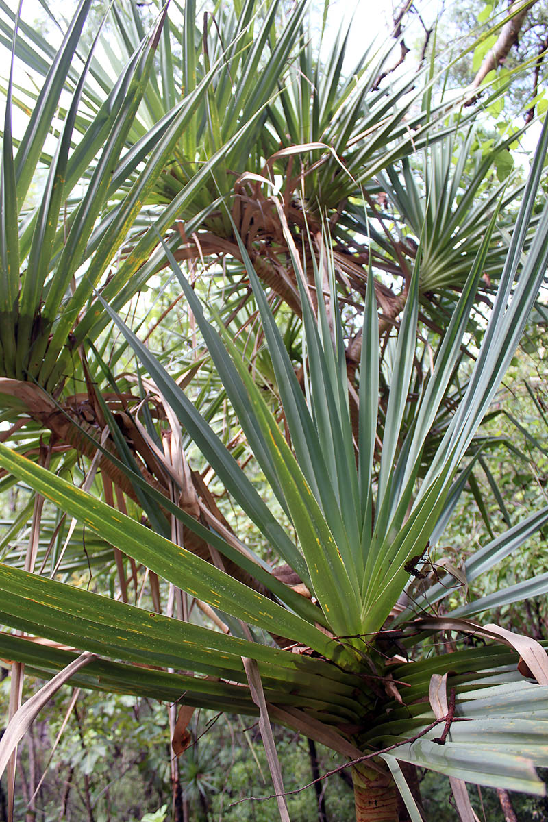 Image of genus Pandanus specimen.